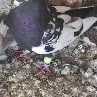 رنگی سفت|پرنده|حمیدیه, |دیوار