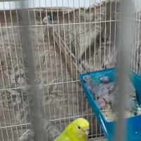 مرغ عشق مولد وجوجه