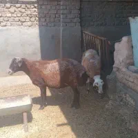 میش چاق|حیوانات مزرعه|نیشابور, ریوند|دیوار
