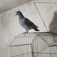پلاکی