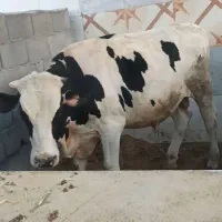 گوساله نر یه ساله