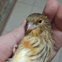 قناری نر ریزه خون