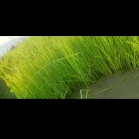 بذر شالی دم سیاه درجه یک