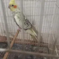 عروس هلندی ابلق لوتینو