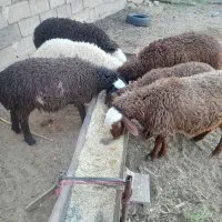 بره پای پروار نیم گوشت وسبک وزن