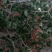 فروش  باغ واقع در روستای حاجی اباد رضوه دامغان