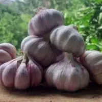 سیر محلی شمال