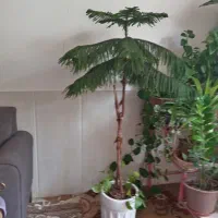 گل  کاجی|گل و گیاه طبیعی|نجف‌آباد, امیرآباد|دیوار