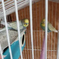 مرغ عشق مولد.اسپانگل