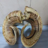 یک جفت شاخ گوسفند به فروش میرسه