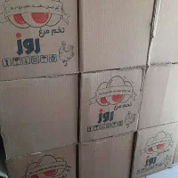 فروش کارتن تخم مرغ