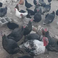 فروش مرغ و خروس محلی بوقلمون و غازوبلدرچین