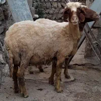 دو گوسفند