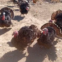 فروش بوقلمون محلی