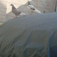 دوتا جوجه تهرانی