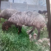 قوچ بره ماده شیشک ترکی میش بره دار