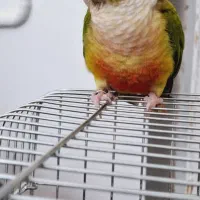 طوطی