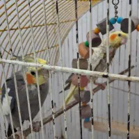 طوطی عروس هلندی