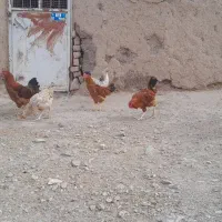 خروس محلی