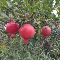 نهال انار واندرفول آمریکایی
