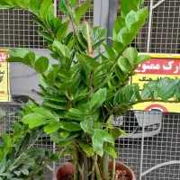 زاموفیلیا سوپر سایز