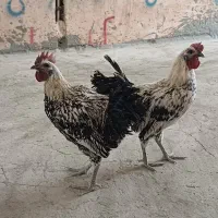 خروس لاکندزی