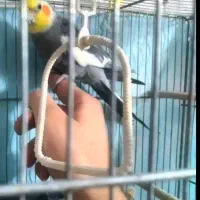 عروس هلندی نر