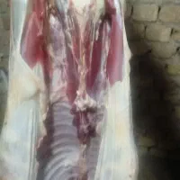 گوشت بره نر