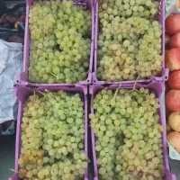حراج انگور عسکری و انجیر فلوک