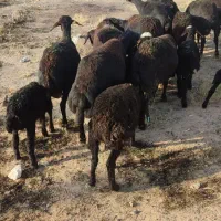 کاوورمیش زاییده