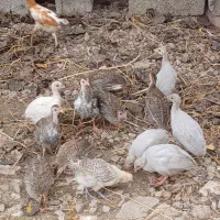 جوجه روسی و خروس لاری