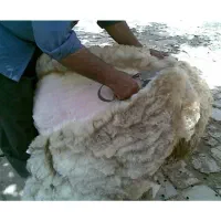 پشم گوسفند
