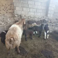 میش هترو گوسفند هترو قوچ هترو