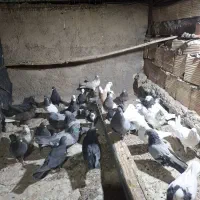 بازی کن