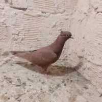 سرخ دم سفید پاک پاک و طوقی هفت رنگ