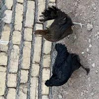 مرغ تخمگزار