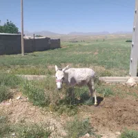 الاغ جوان