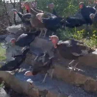بوقلمون
