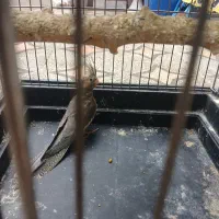 عروس هلندی با مرغ عشق