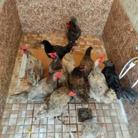 مرغ وخروس رسمی وگلین
