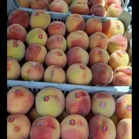 هلو خوشمزه برای کومپوت کیلویی۹۰۰۰۰تومان