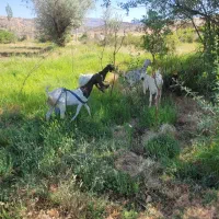 ۱۰ عدد بز و کهره گلچین شده نژادهای برتر شیری
