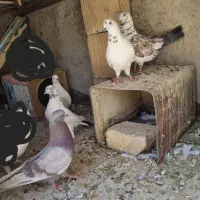 کفتر|پرنده|فلاورجان, |دیوار