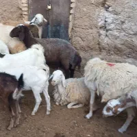 میش بز فروشی خرید حضوری فقد
