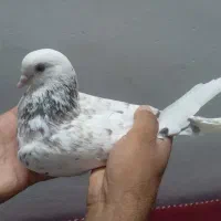 سروراستثناعی