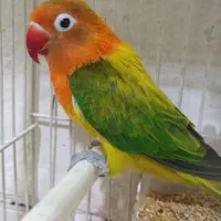 طوطی برزیلی ماده یووینگ گلد مولد،و پرتلت