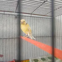 قناری|پرنده|جهرم, |دیوار
