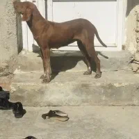 واکذاری سگ پوینتر شکاری