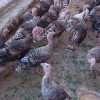 بوقلمون نر و ماده