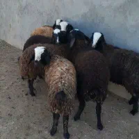 8راس بره ماده